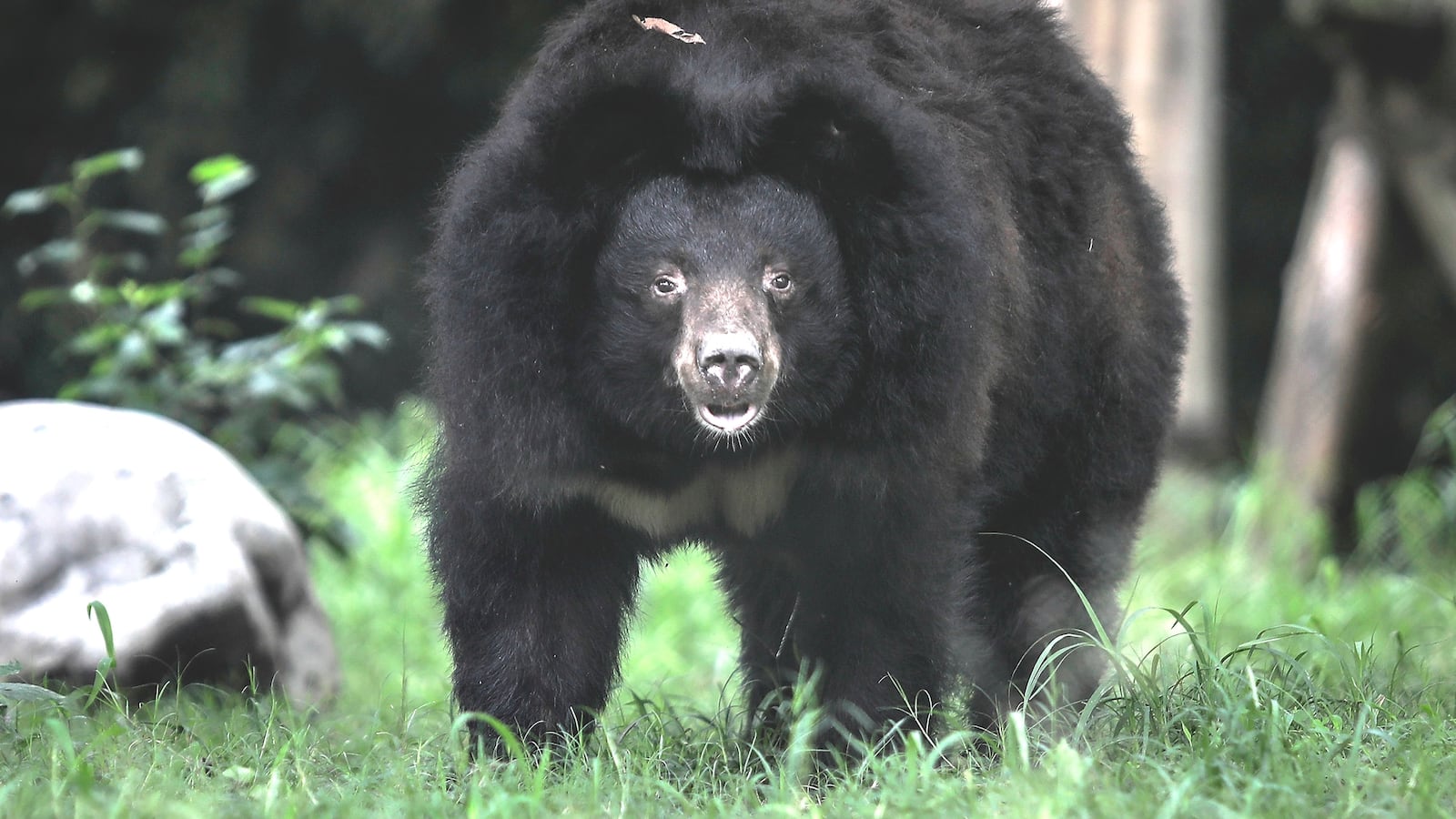CHENGDU, CHINA - JULY 15: (CHINA OUT) A moon bear rescued as part of Animal Asia Foundation's bear program on July 15,2019 in Chengdu, Sichuan province, China. Founded by Jill Robinson in 1998, The Animals Asia Foundation center has rescued more than 200 bears. With 58 bears still living today, it is illegal to hunt Asiatic black bears or Moon bears in the wild in China, however the animals are still trapped or killed for their gall bladders and other body parts via artificial farming. (Photo by Wang He/Getty Images)