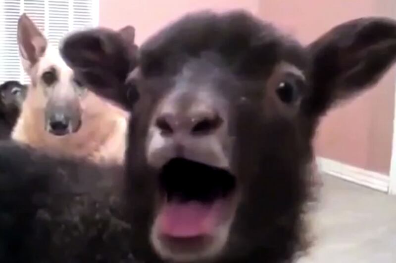 articles/2014/04/10/viral-vid-game-of-goats/140410-viral-vid-sheep-thrones-tease_fsvrns