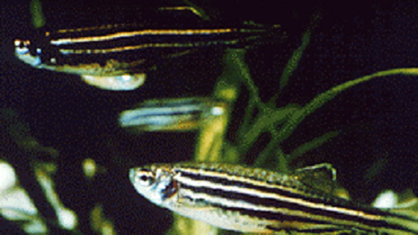 cheats/2012/12/11/scientists-create-fish-with-legs/zebra-fish-experiment-cheat_wc4jen