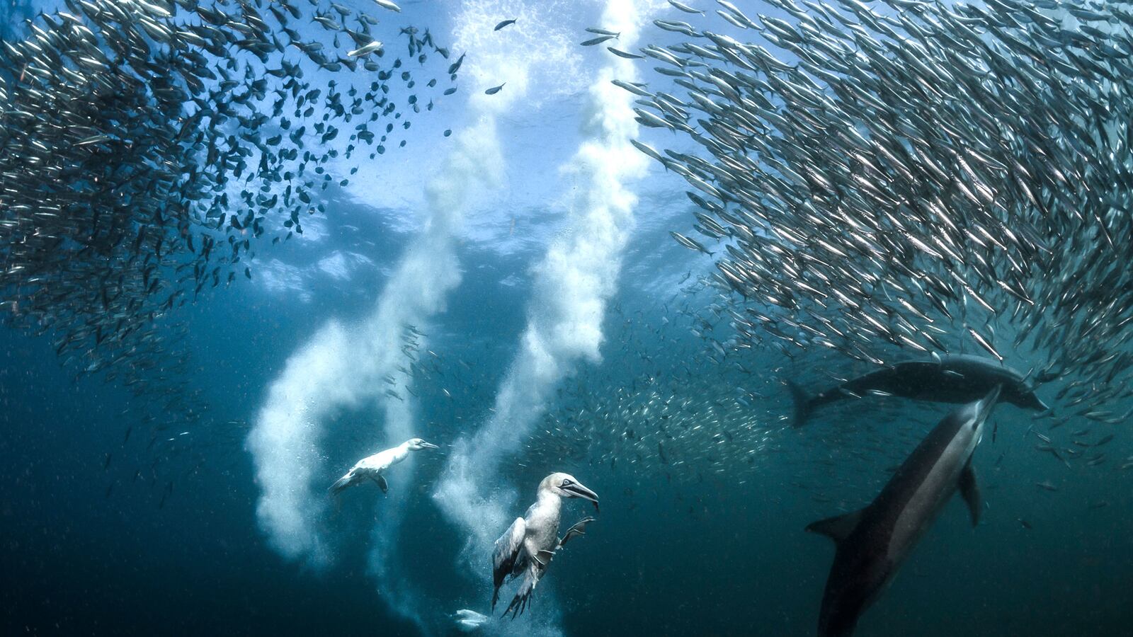 galleries/2016/12/13/national-geographic-nature-photographer-of-the-year-winners/161212-NGNP-01-greg-tease_ak5v5r