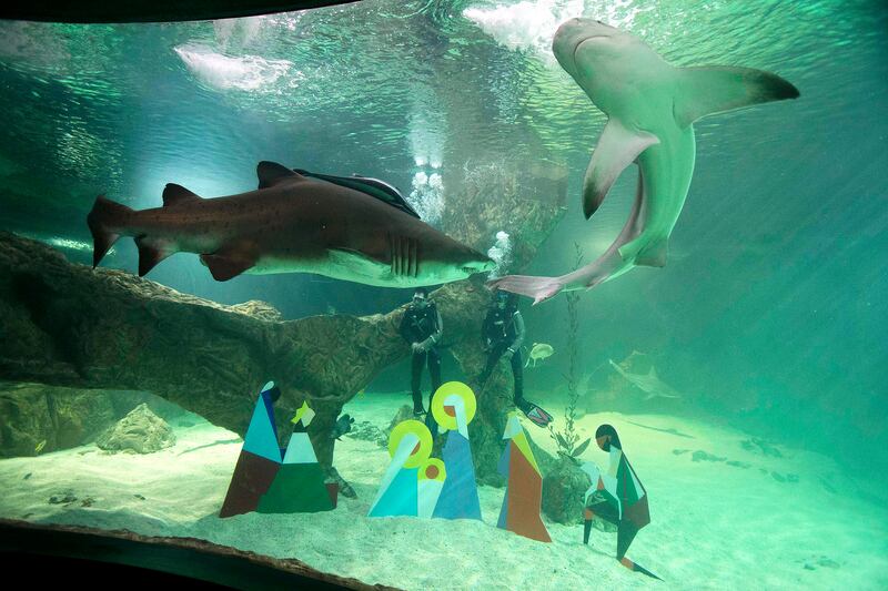 galleries/2012/12/20/santa-s-favorite-critters-animals-enjoy-holiday-gifts-photos/xmas-animals-sharks_otv3dr