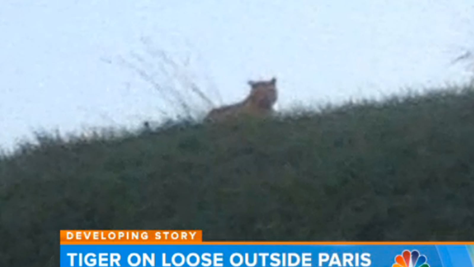 cheats/2014/11/14/soldiers-join-hunt-for-paris-tiger/141114-tiger-loose-cheat_mpnjel