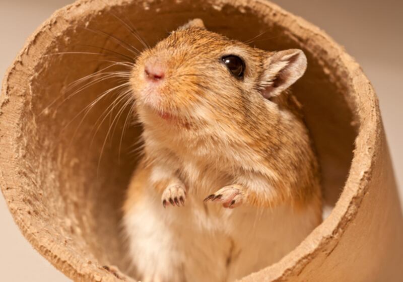 galleries/2010/11/09/which-pets-live-the-longest/pets---gerbil_boot4r