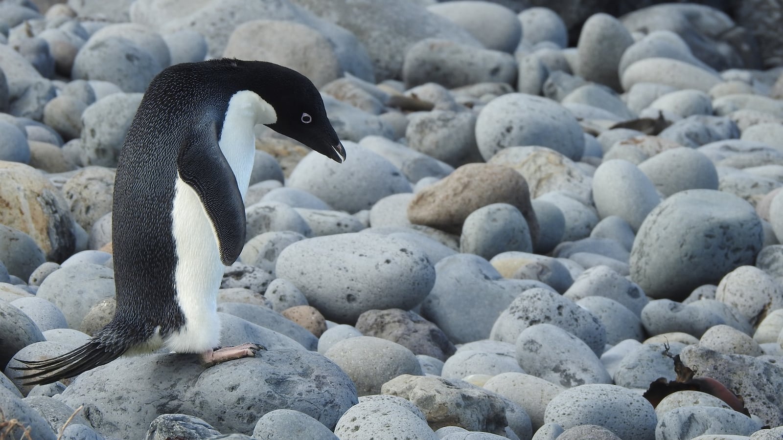 256515229_1489920604707019_8501795644405616910_n_mwy5w9