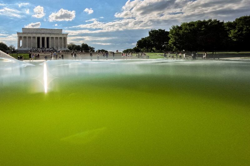 Algae appears in the Lincoln Memorial Reflecting Pool after the completion of renovations following a directive from U.S. President Donald Trump to paint it blue ahead of the 250th anniversary of U.S. Independence, in Washington, D.C., U.S., June 15, 2026.
