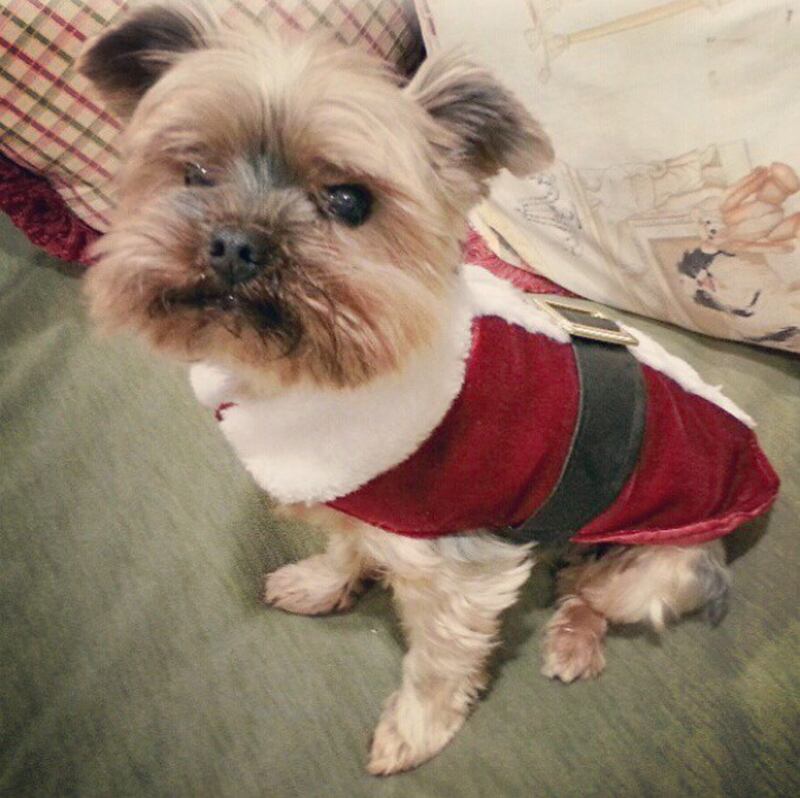 galleries/2012/12/25/santa-paws-dogs-get-dressed-in-the-holiday-spirit/kobe_nam_l1pqez