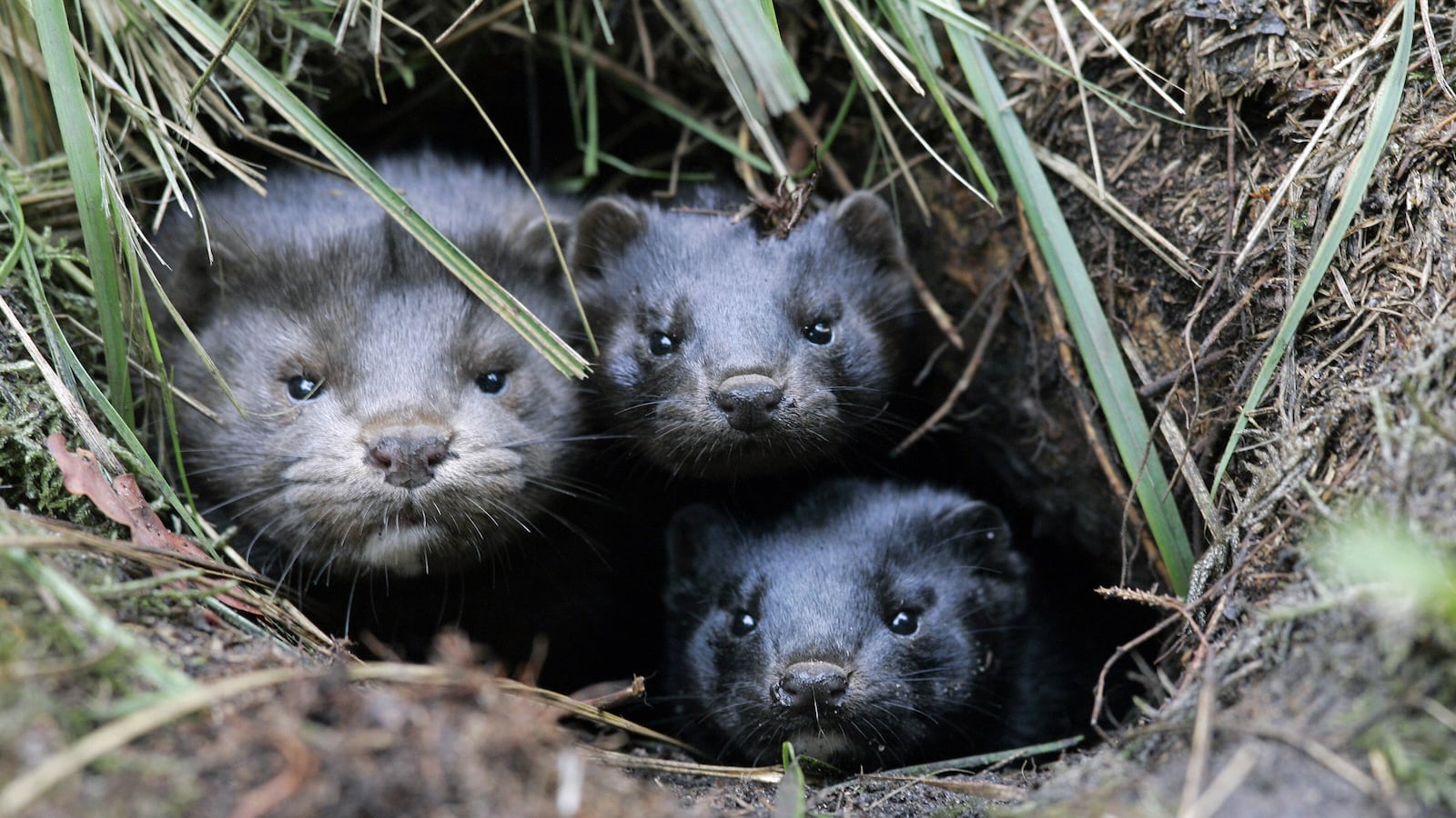 GettyImages-77533776_jbztmx