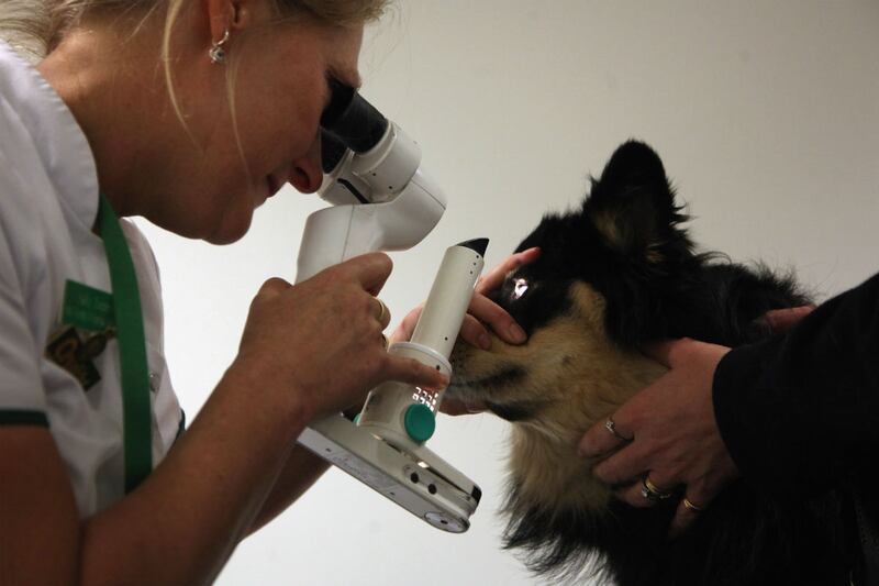 articles/2012/04/30/dog-healthcare/dog-care_ydygup