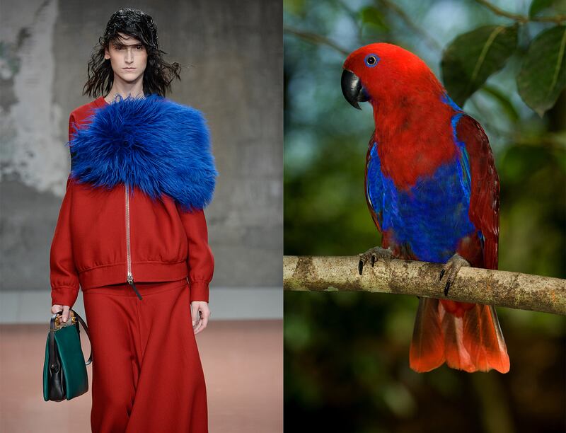 galleries/2014/03/06/fendi-lanvin-and-more-fashion-week-pieces-that-looked-like-animals/gal-2014-fashion-wild-1_ehkslb