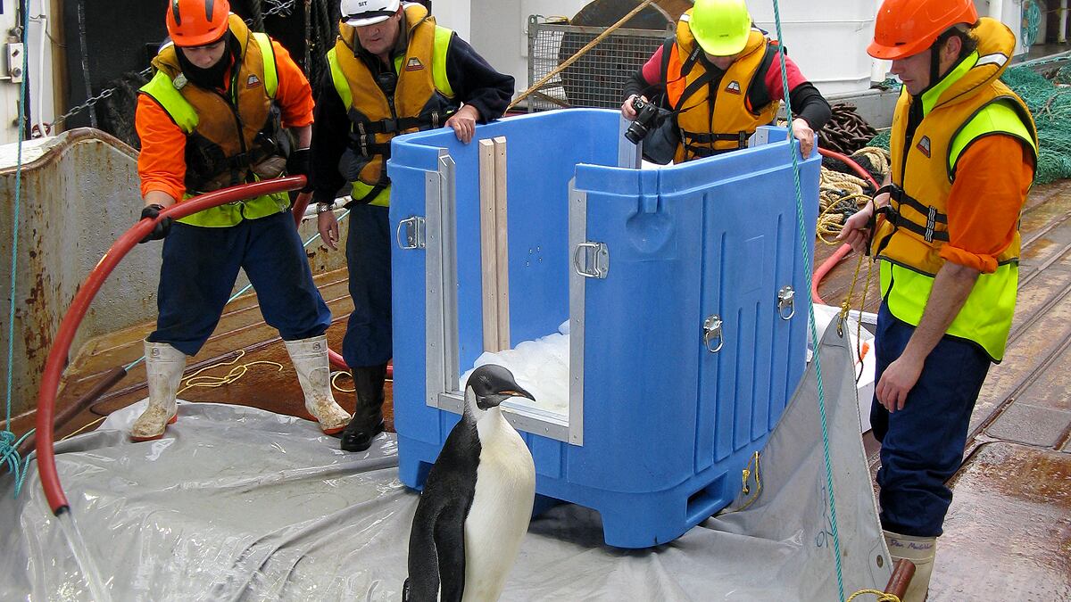 cheats/2011/09/04/happy-feet-penguin-returns-home/happy-feet-penguin-released-cheat_hr3oae