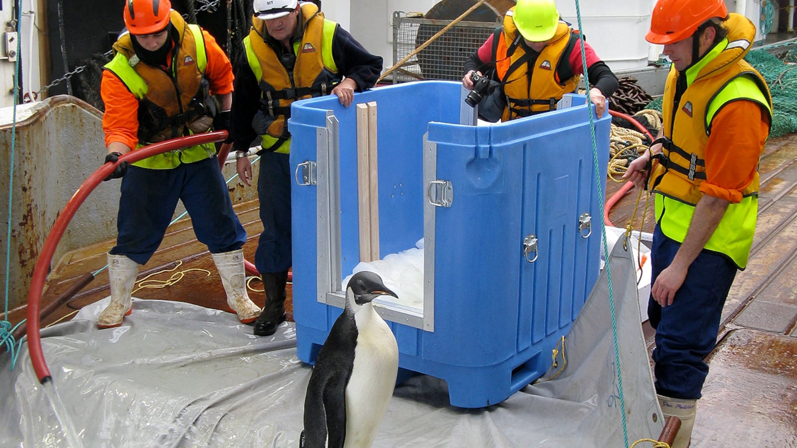 cheats/2011/09/04/happy-feet-penguin-returns-home/happy-feet-penguin-released-cheat_hr3oae