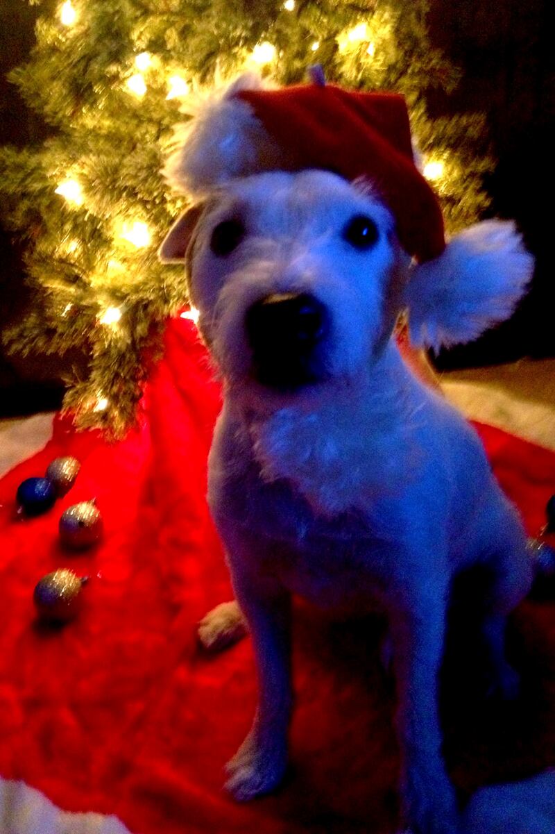 galleries/2012/12/25/santa-paws-dogs-get-dressed-in-the-holiday-spirit/ed-johnson_kwjojp