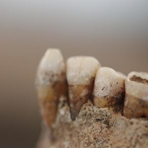 Image_One.image-jpeg_llndre