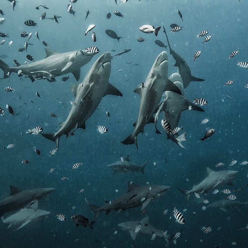 galleries/2015/03/22/beast-instagammer-of-the-week-andy-mann/150320-instagrammer-mann11_dyukad