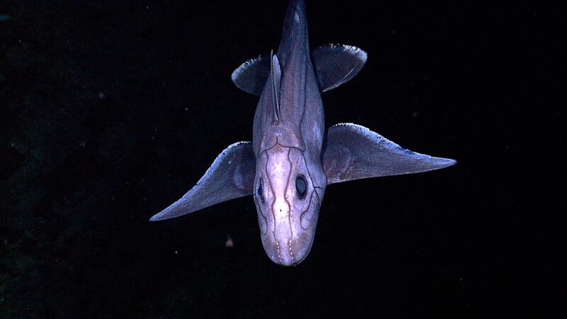 galleries/2010/08/26/cool-underwater-creatures/undewater-creatures-1_nojnwr