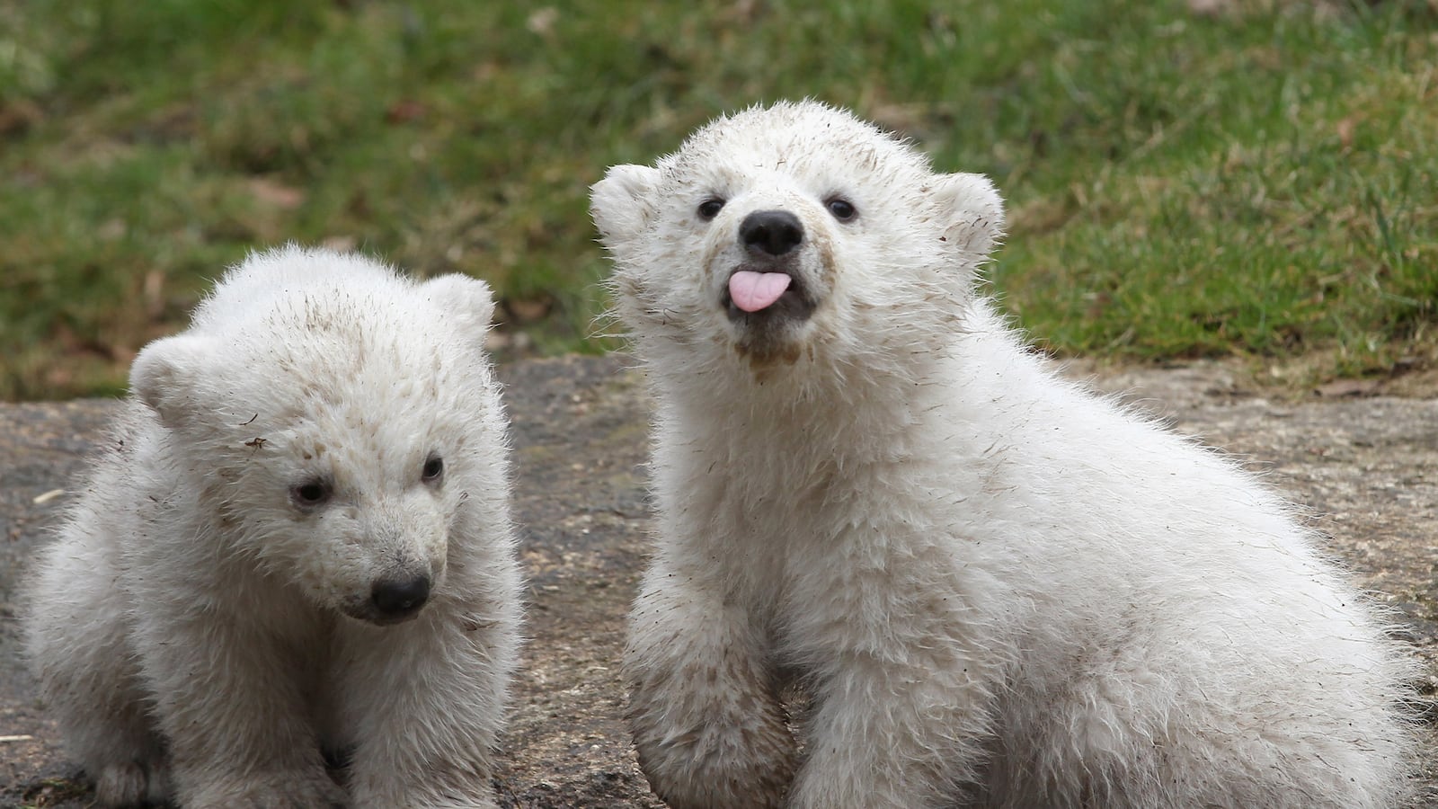 galleries/2014/03/20/twin-baby-polar-bears-make-their-munich-zoo-debut-photos/140320-polar-bear1_naukrf