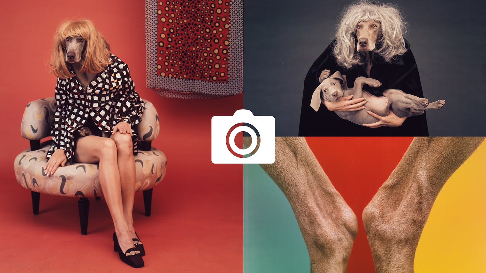 Photographer William Wegman’s Old Dogs Learn New Tricks