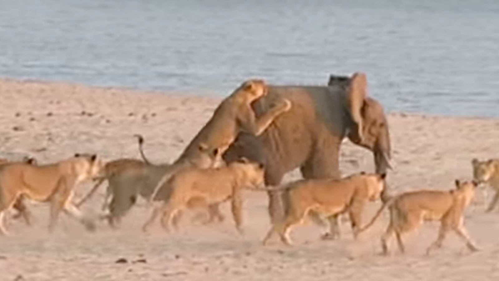 articles/2014/11/16/cumberbatch-impressions-dad-sings-blackbird-to-dying-son-and-more-viral-videos/141114-wivv_ajofbx