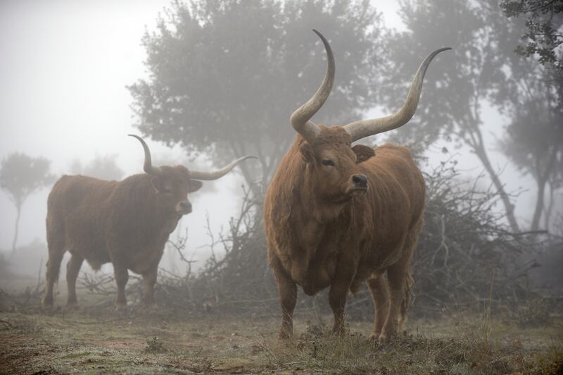 220707-el-capricho-embed3-Barrosa_qagv0r