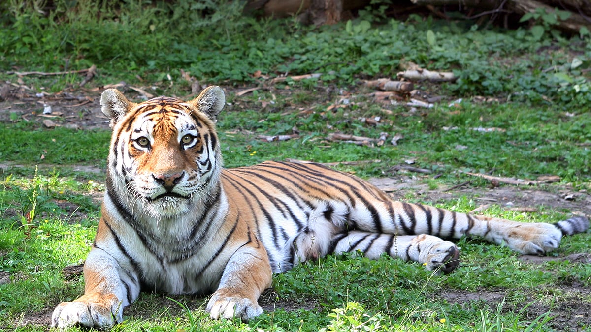 cheats/2012/09/22/zoo-jumper-wanted-to-be-one-with-tiger/walmart-scandals-tigers_jwtfcv