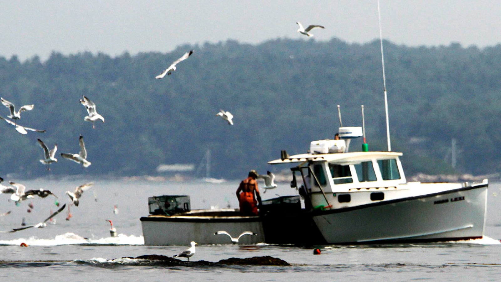 cheats/2012/05/27/maine-lobsters-come-in-early/lobster-maine-boat-cheat_aooosq