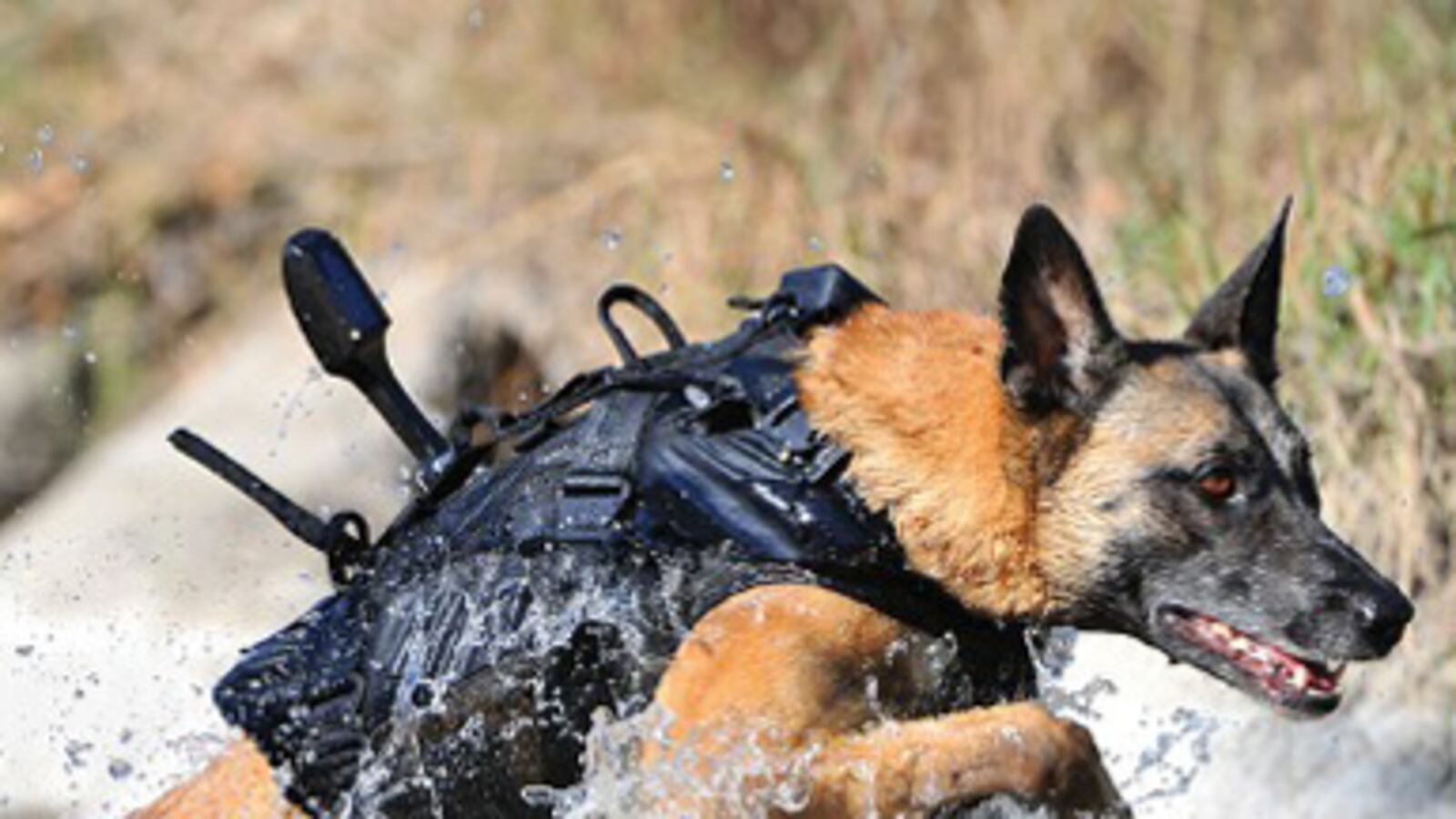 cheats/2011/05/17/seal-dogs-30000-armor/dog-armor_n4h4sr