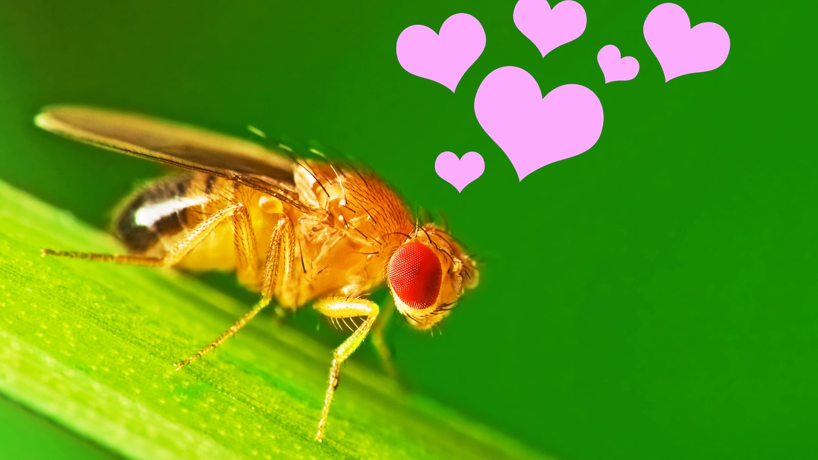 170729-crocker-flies-sex-tease_hsrysm