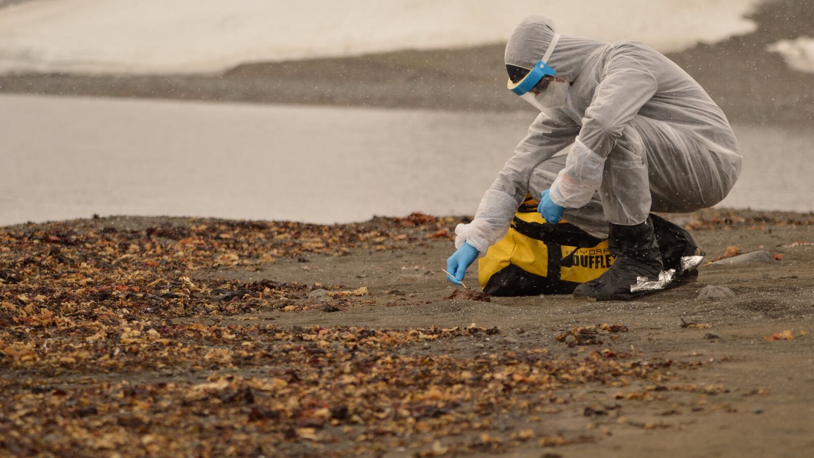 A researcher in safety gear collecting bird flu samples.