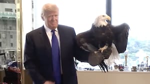Donald Trump poses with a real-life bald eagle.
