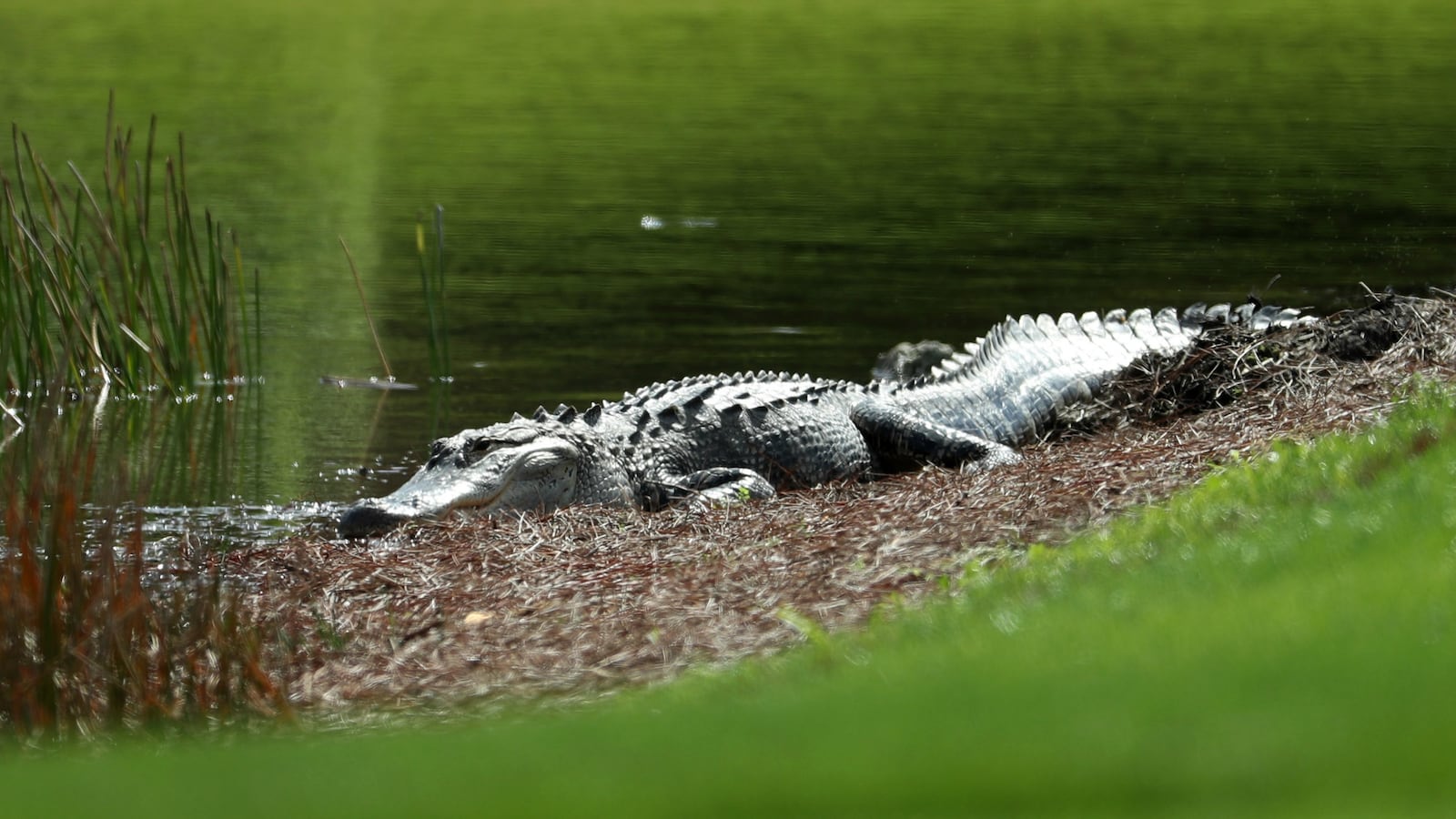 180609-florida-alligator-attack-remains-cheat_linkpf