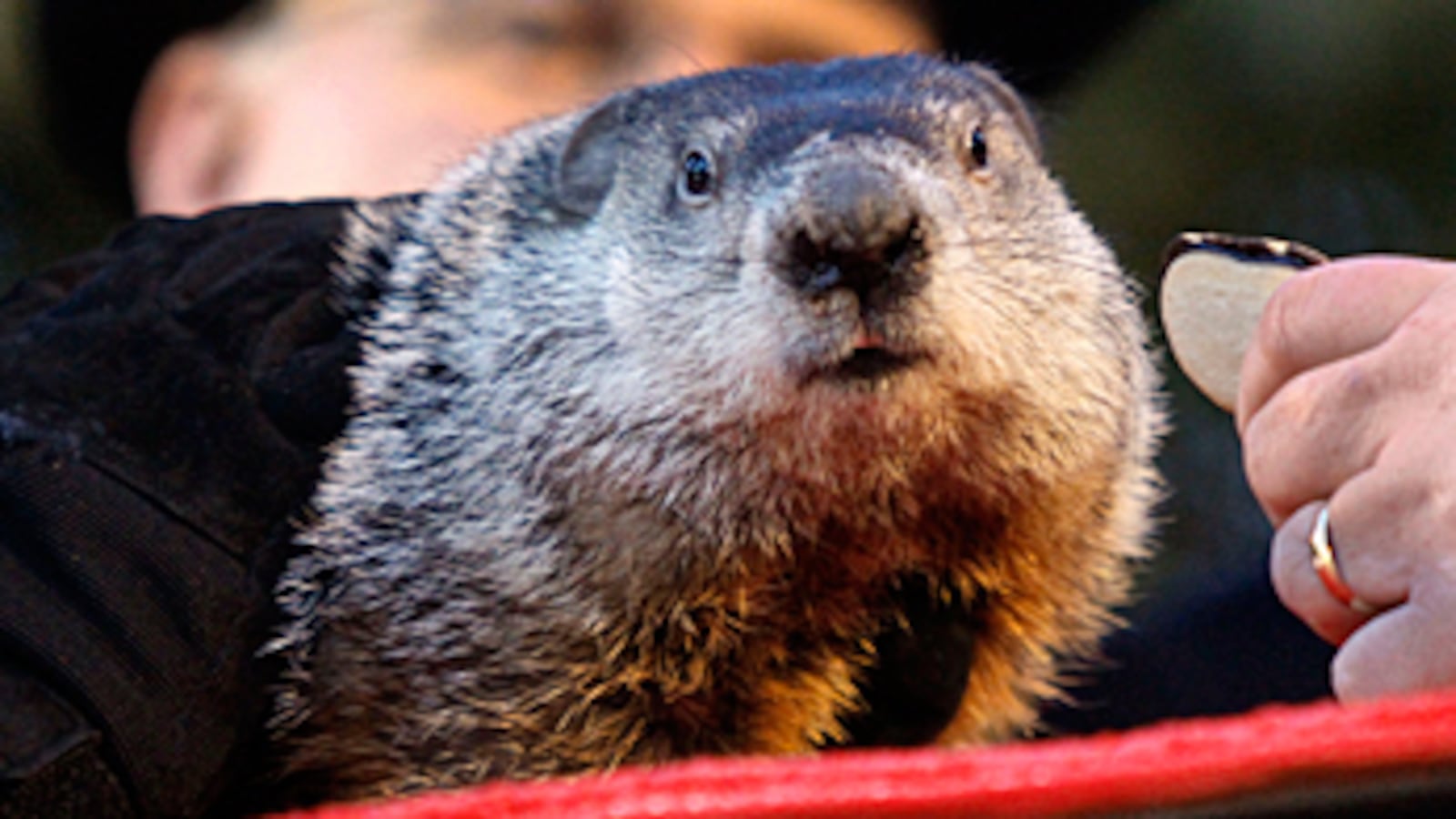 cheats/2011/02/02/punxsutawney-phil-forecasts-early-spring/punxsutawney-phil_zg42y5