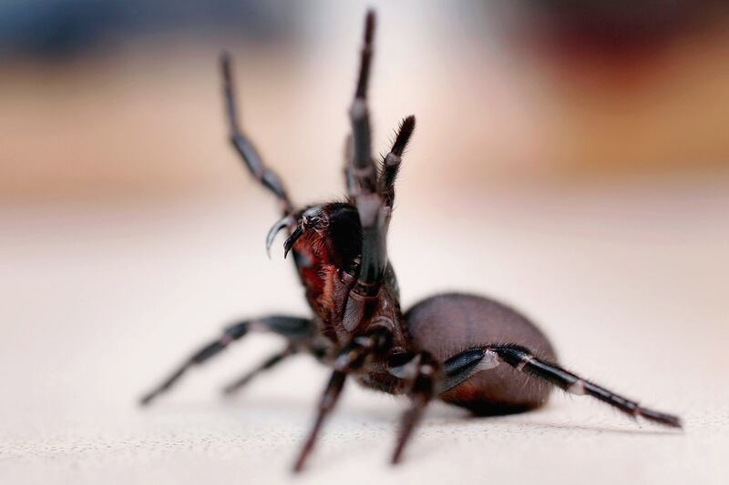 galleries/2013/05/04/five-of-the-world-s-deadliest-spiders-photos/130503-funnel-web_tpgbjw