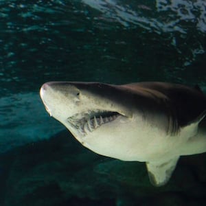 A sand tiger shark (Carcharhinus Taurus ) swims inside a tank during a presentation of the European Shark Week in the Madrid's Zoo Aquarium October 14, 2011. Members of the Shark Alliance in Europe run a week of activities demanding that policy makers secure the future health of shark populations. REUTERS/Andrea Comas (SPAIN - Tags: ANIMALS TPX IMAGES OF THE DAY)
