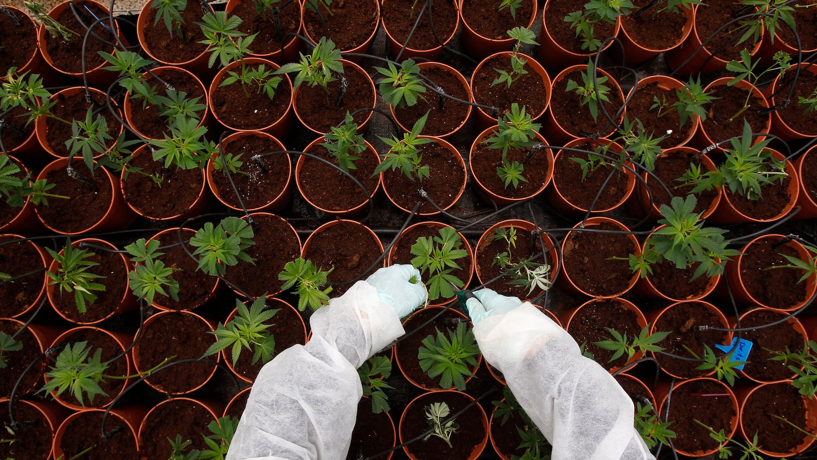 articles/2017/04/20/here-s-why-we-ve-been-getting-stoned-alone-and-why-that-s-about-to-change/170419-baca-weed-tease_saigv4