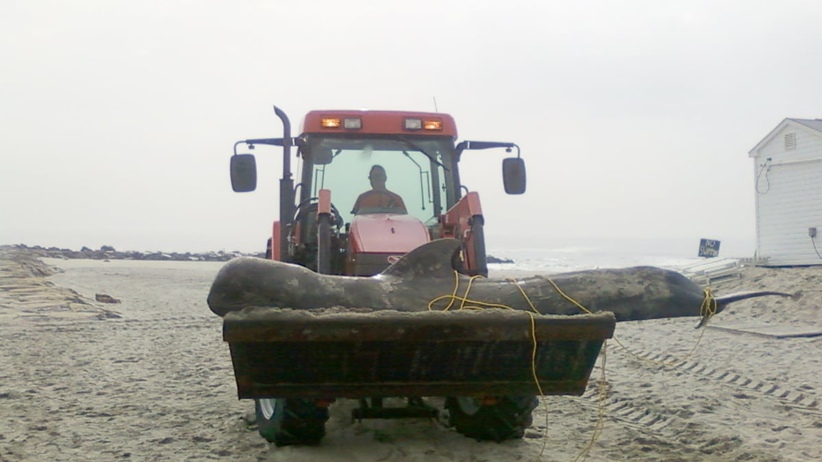 cheats/2011/10/04/new-jersey-whale-shot/nj-whale-shot-cs_gy7x84