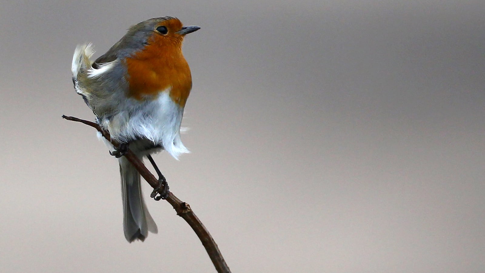 GettyImages-136405399_rrsilf