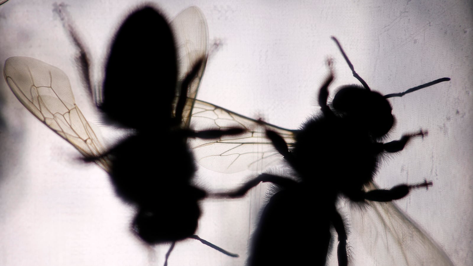 cheats/2013/04/07/national-beekeeper-begins-fight/130407-bee-colony-collapse-cheat_sq4beb