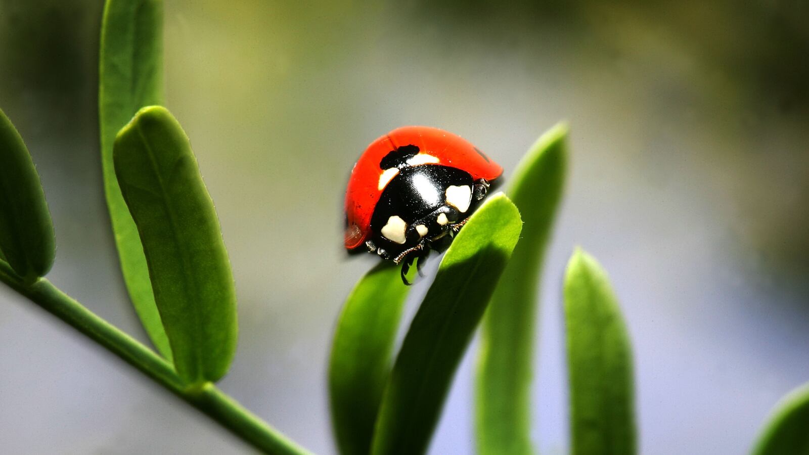 GettyImages-73862858_1_fza53s