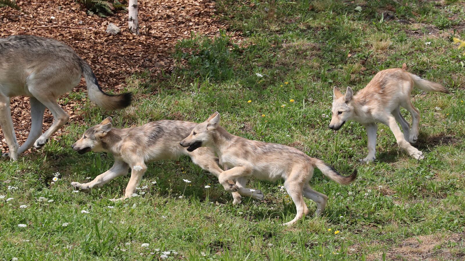 2019-08-02T115938Z_811912864_RC1FC4F574F0_RTRMADP_3_BELGIUM-ANIMALS_pbnbxs