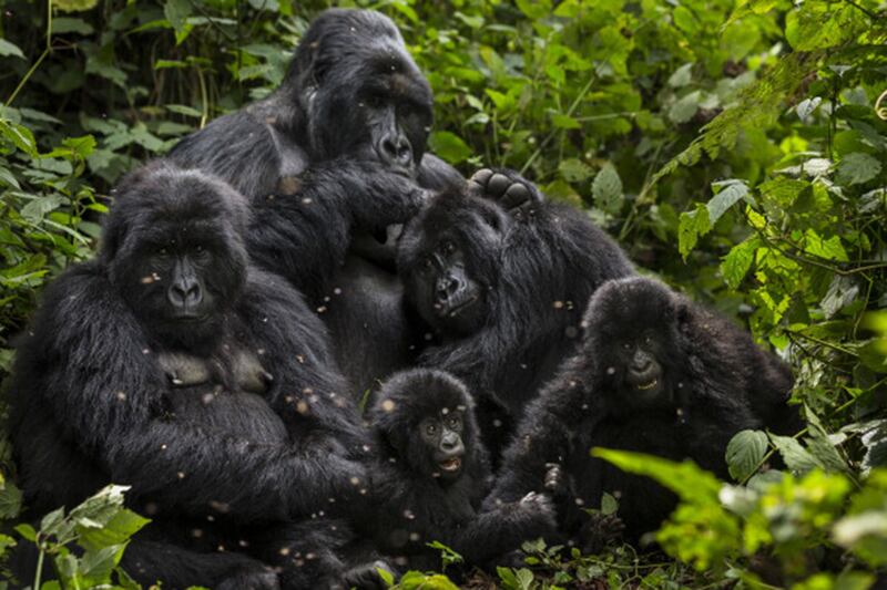 galleries/2014/11/06/a-belgian-prince-gorillas-guerrillas-the-future-of-virunga-photos/141105-congo-prince2_ajllxb