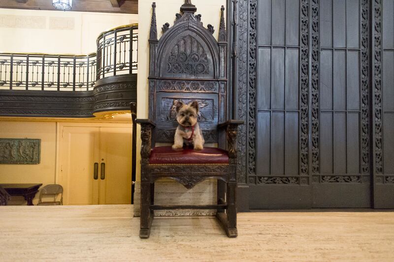 galleries/2015/02/22/inside-the-posh-life-of-a-new-york-yorkie-photos/150220-bear-dog-12_vpwltu