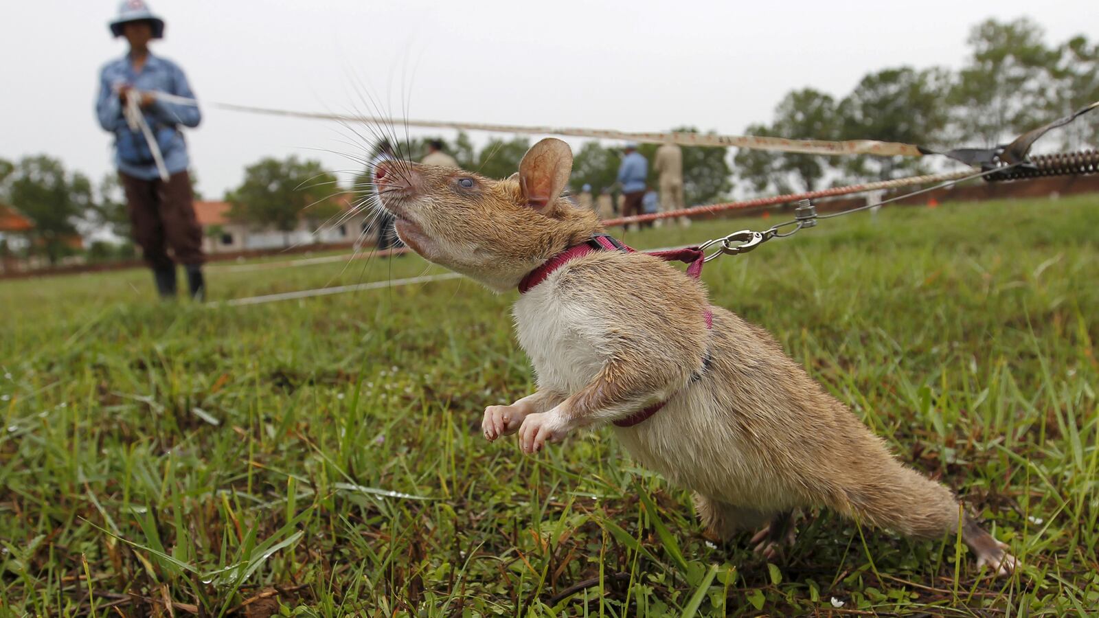 articles/2015/07/17/ratting-out-cambodian-land-mines/150716-medina-cambodia-rats-tease_d2kkqb