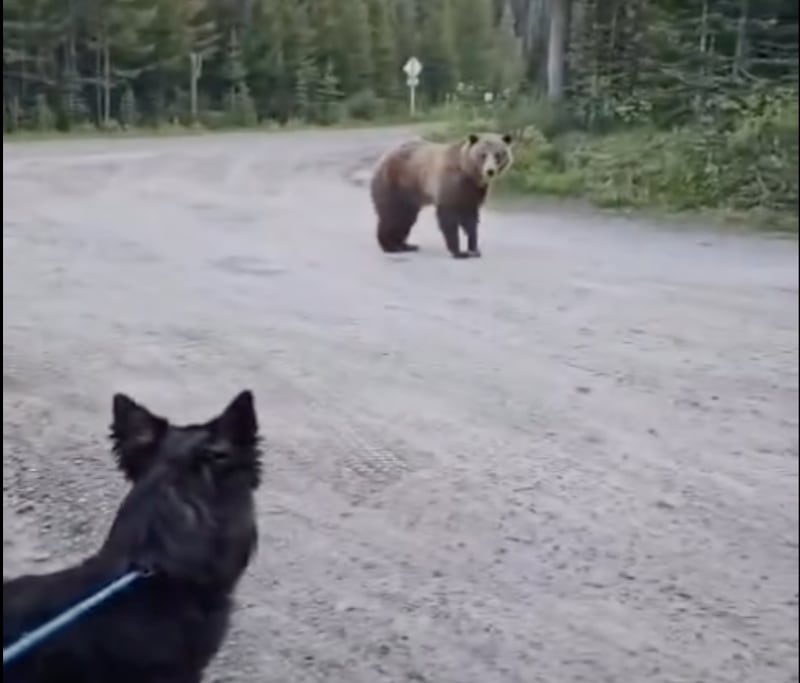 Woman and dog attacked by Grizzly Bear