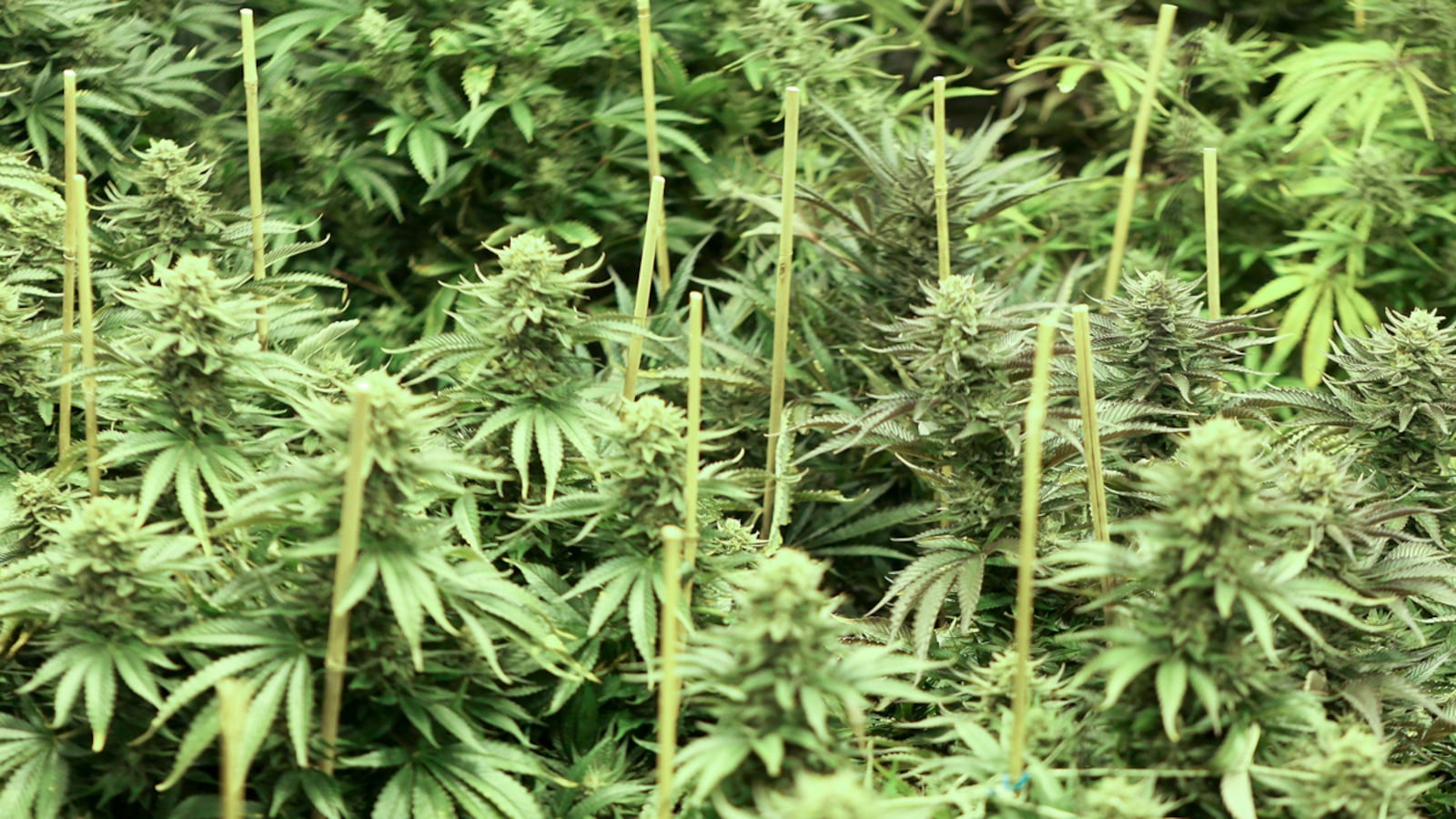 cheats/2015/09/16/pot-gets-colorado-tax-holiday/150916-colorado-pot-tax-cheat_m6wzsz