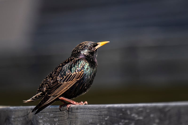 A European Starling on April 8, 2026 in Washington, DC.