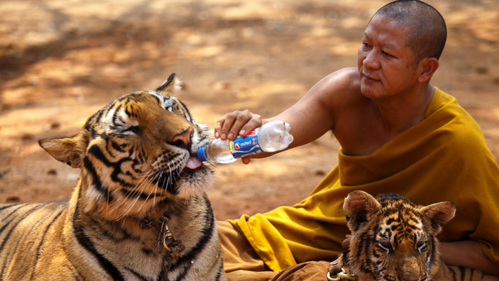 cheats/2016/06/01/40-dead-tiger-cubs-found-at-thai-temple/160601-tiger-temple-cheat_eiabpr