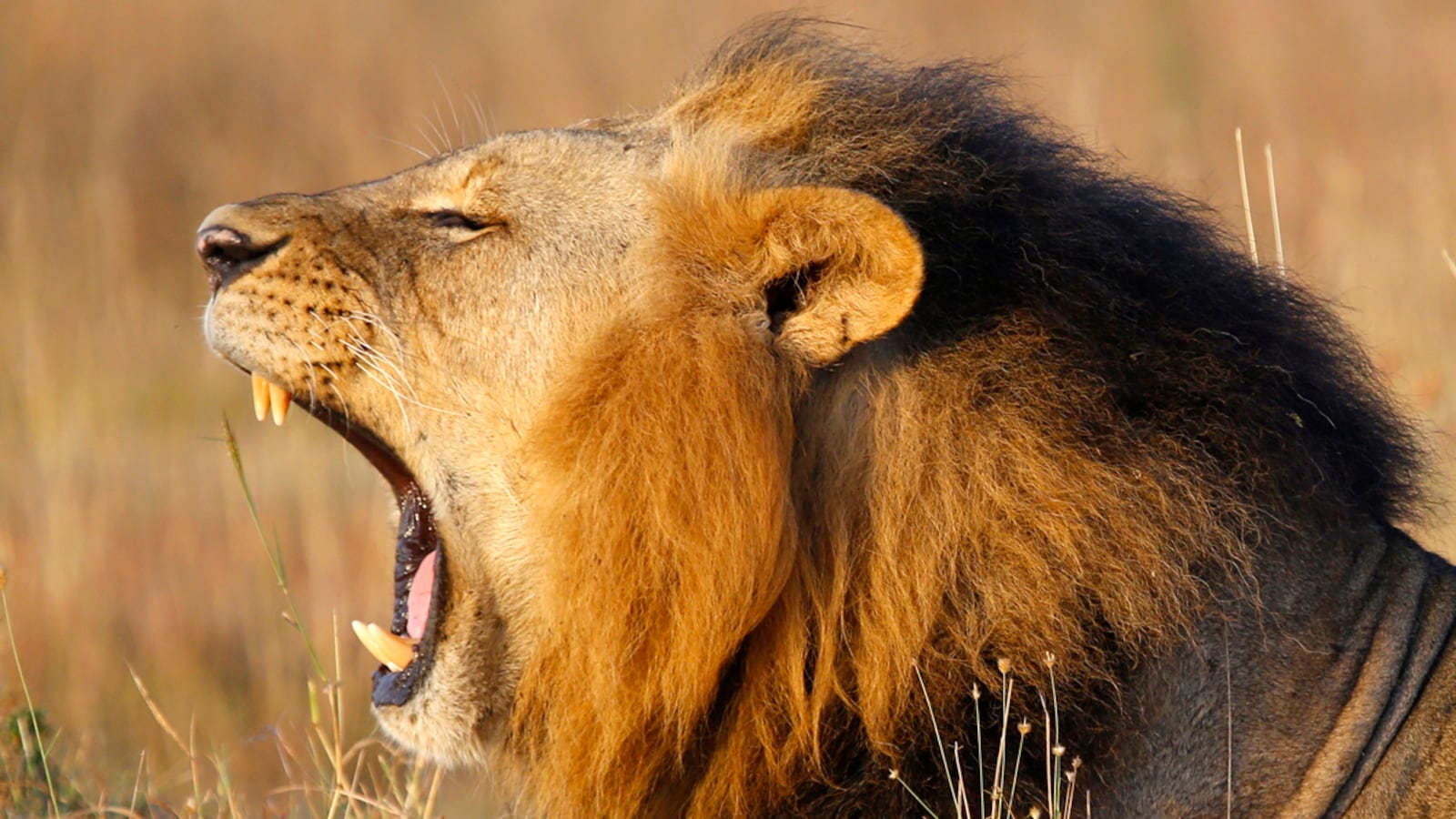 cheats/2015/08/03/airlines-ban-transport-of-game-trophies/150803-lion-africa-cheat_yf5ykj