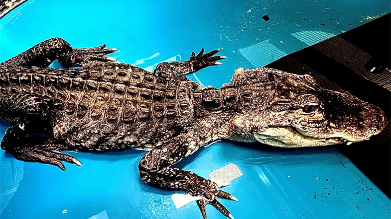 The rescued alligator pictured in February 2023.