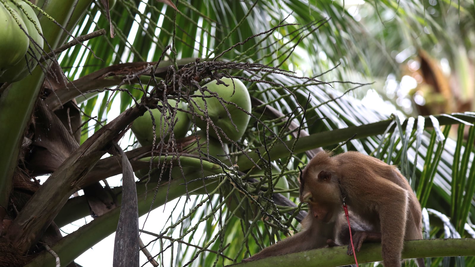 2020-07-10T000000Z_1690984794_RC29QH95KW5M_RTRMADP_3_BRITAIN-RETAIL-MONKEY-LABOUR-THAILAND_jlksct