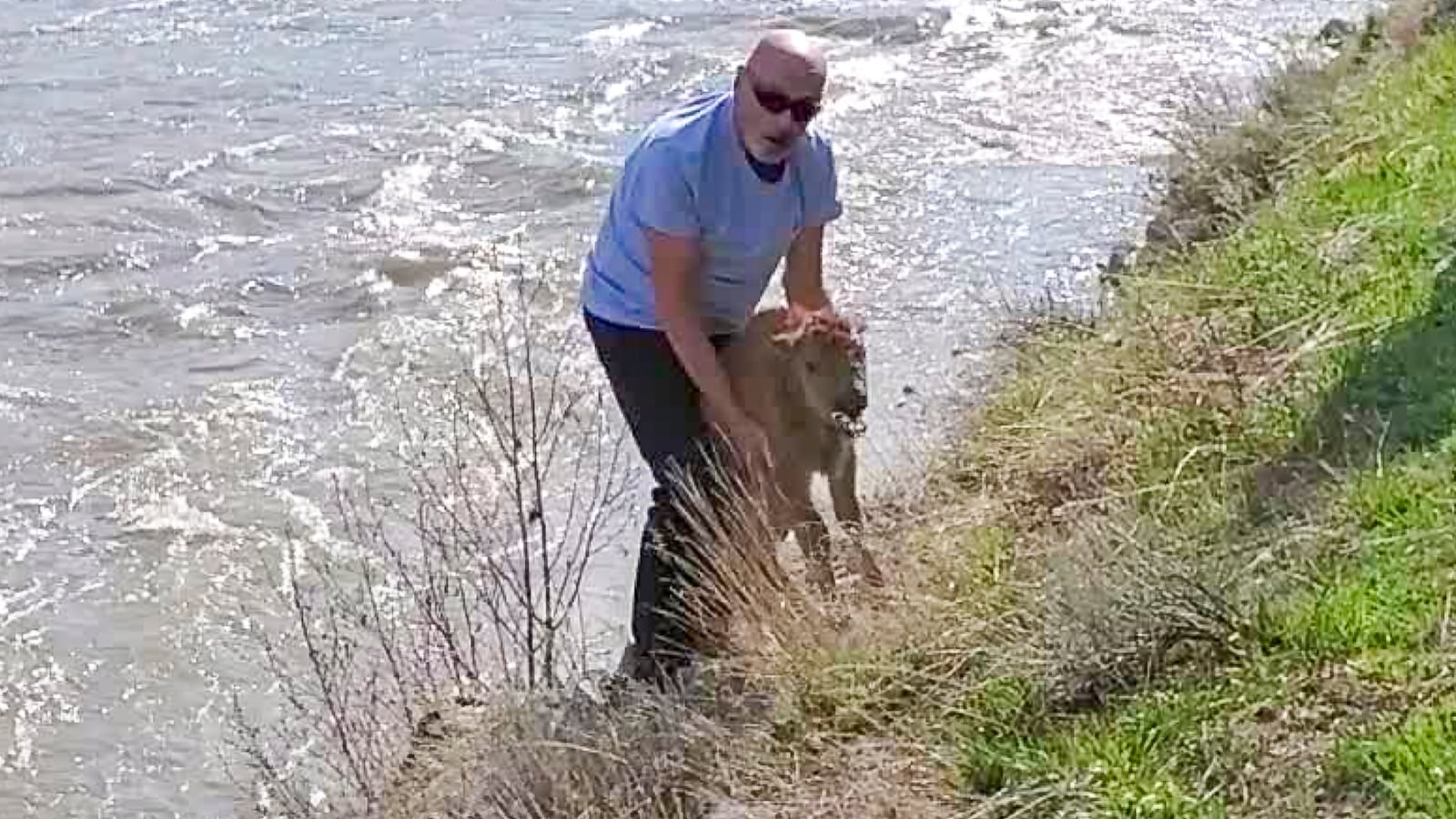 An unidentified man handles a bison in Yellowstone National Park